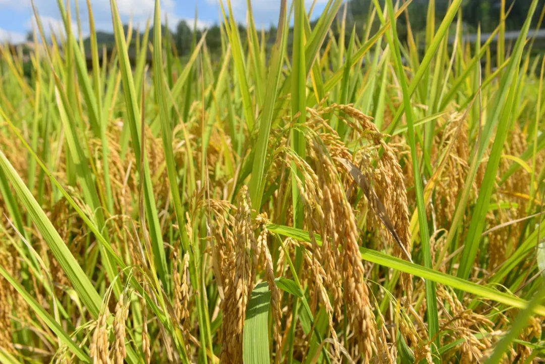 1673402769682527C42F.jpg 1673402769682527C42F.jpg